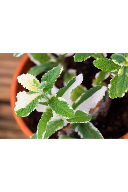 М’ята ананасна Варієгата листя